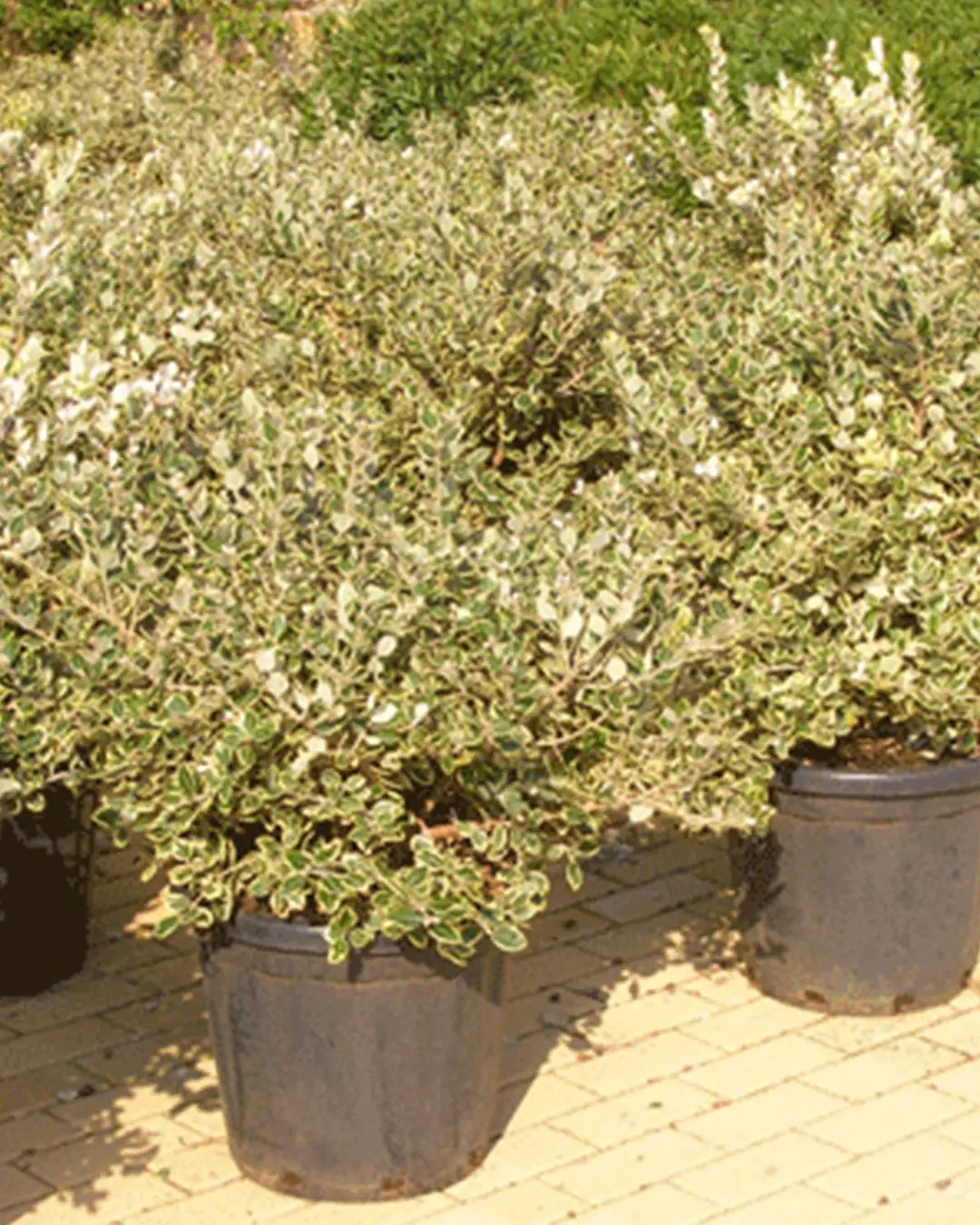 Metrosideros excelsa 'Variegata' tormentosa I Tuscanyplants