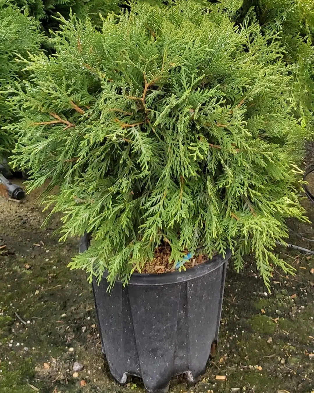 Thuja occidentalis 'Little Champion' tuia cedro bianco alber